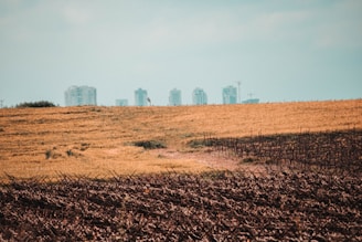 A landscape with brown, dry farmland in the foreground and golden fields stretching towards the horizon. In the background, there are tall modern buildings under a slightly overcast sky.