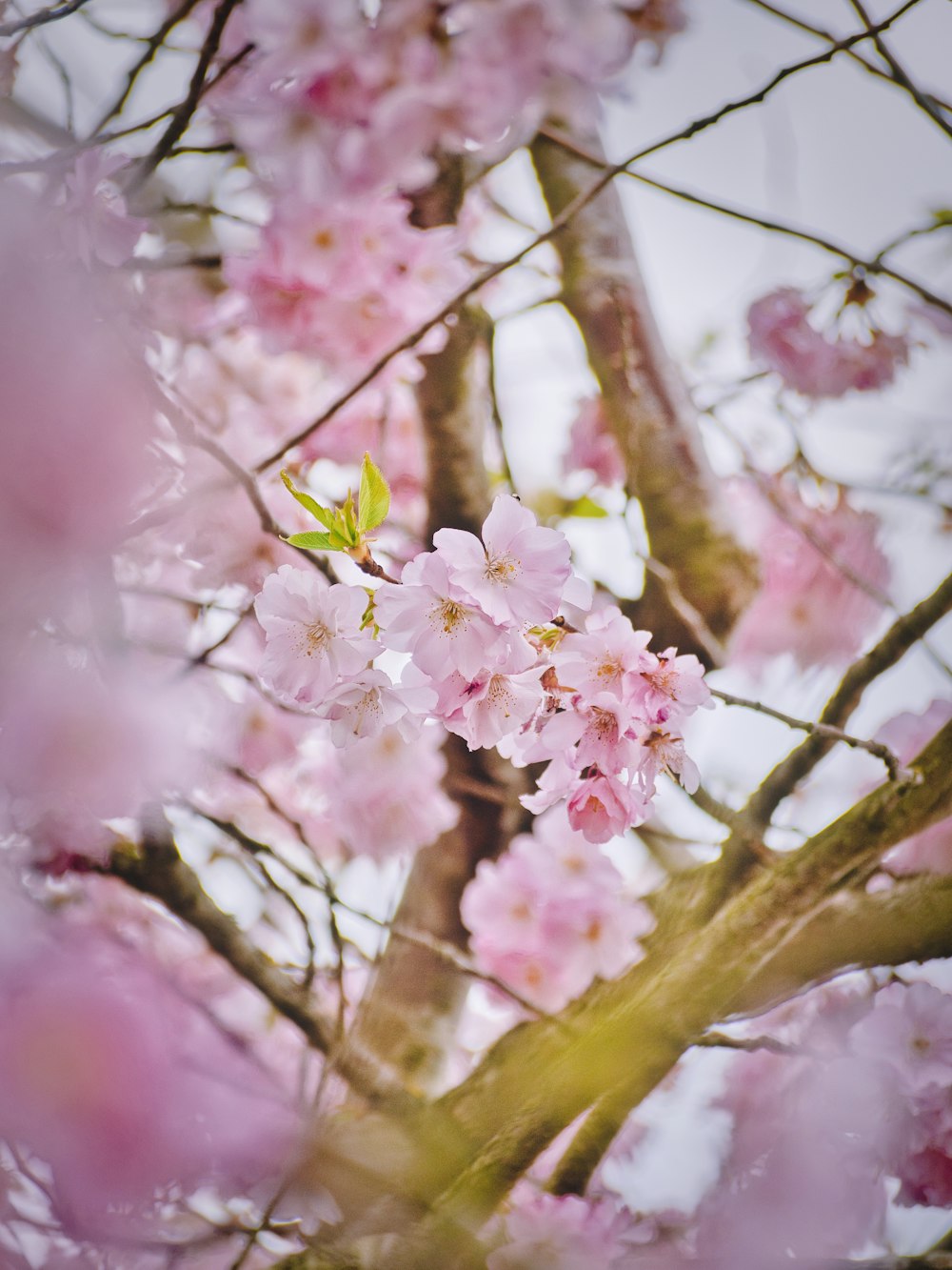 Flor de cerezo rosa en fotografía de primer plano