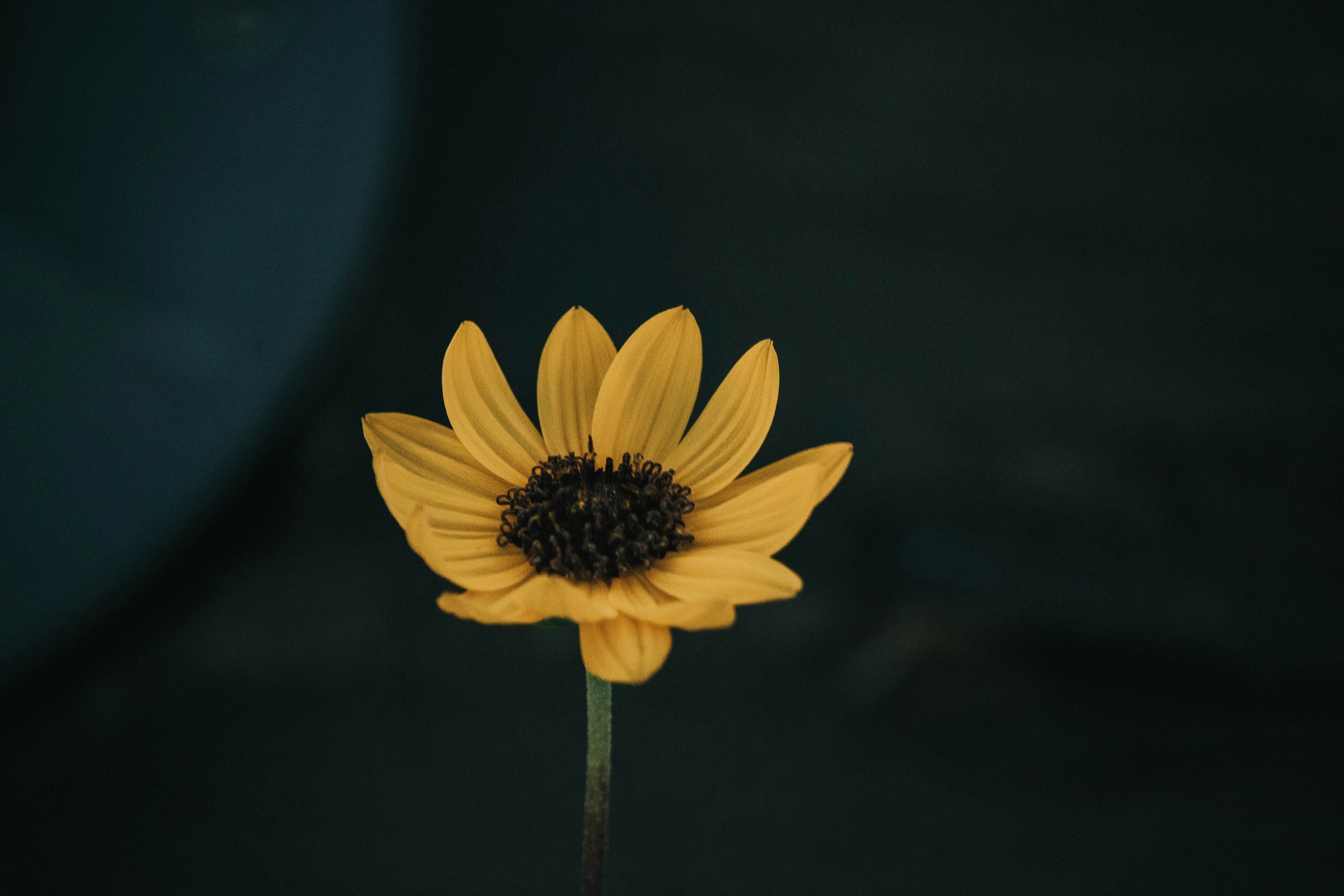 Photo by itaypeer