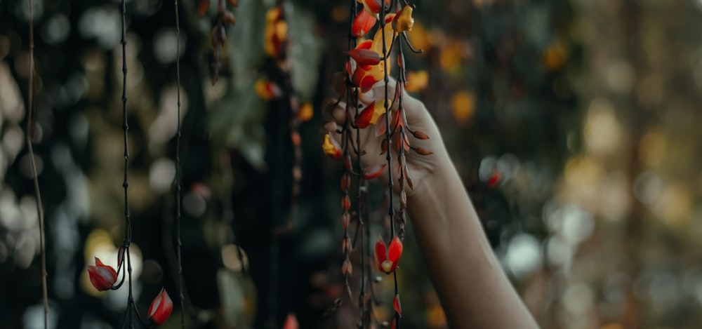 person holding orange and yellow flowers