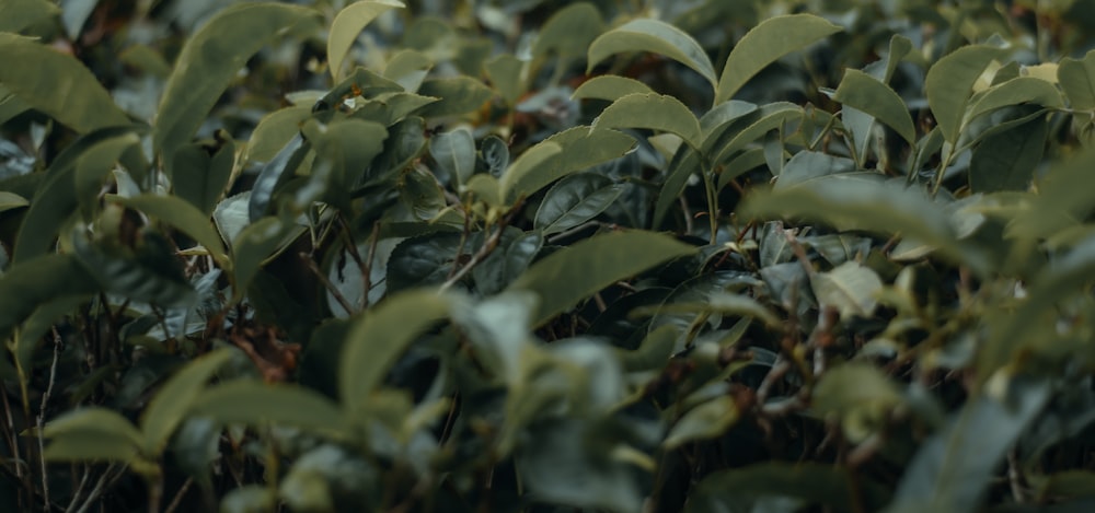 green leaves plant during daytime