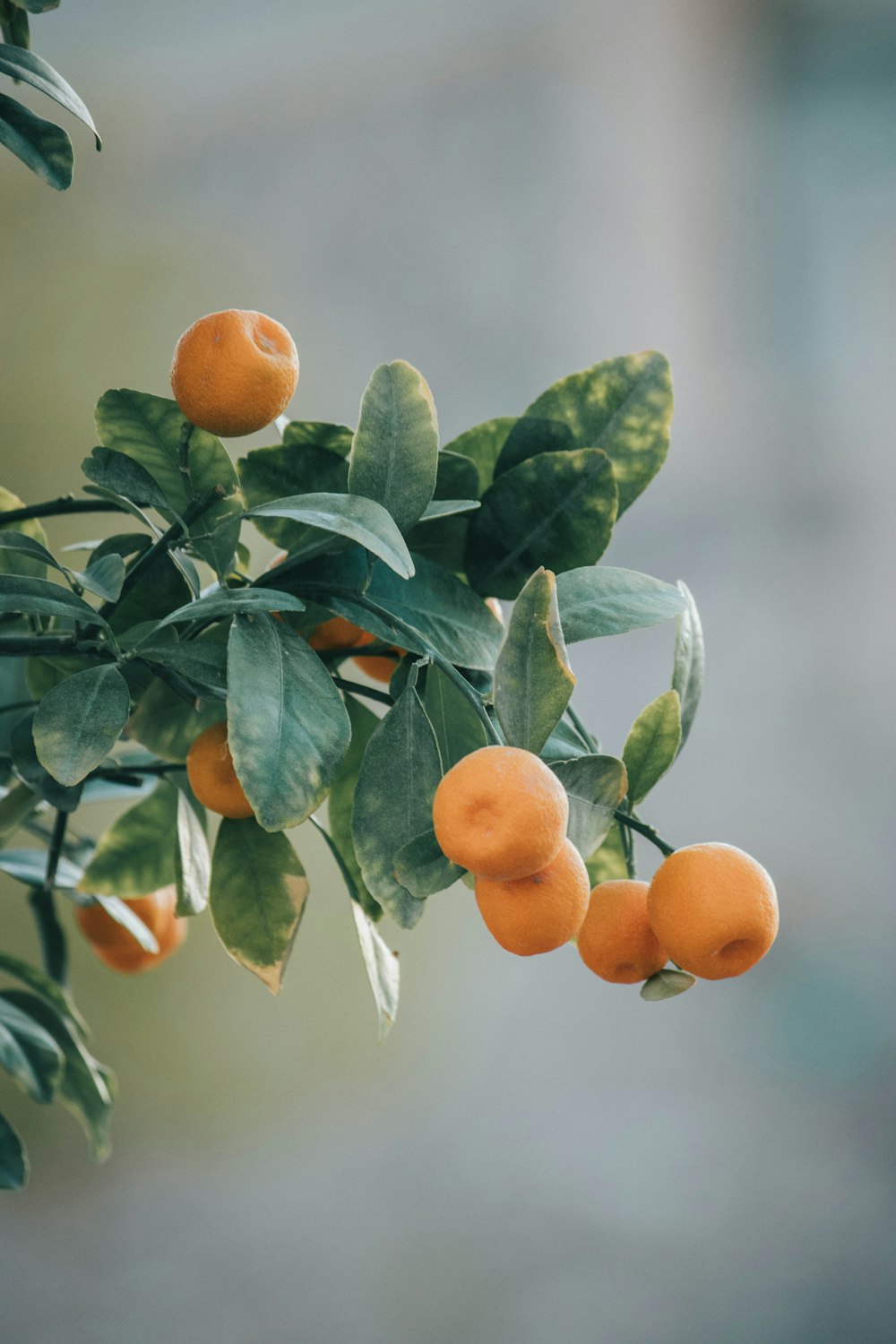 frutos de laranjeira na árvore durante o dia