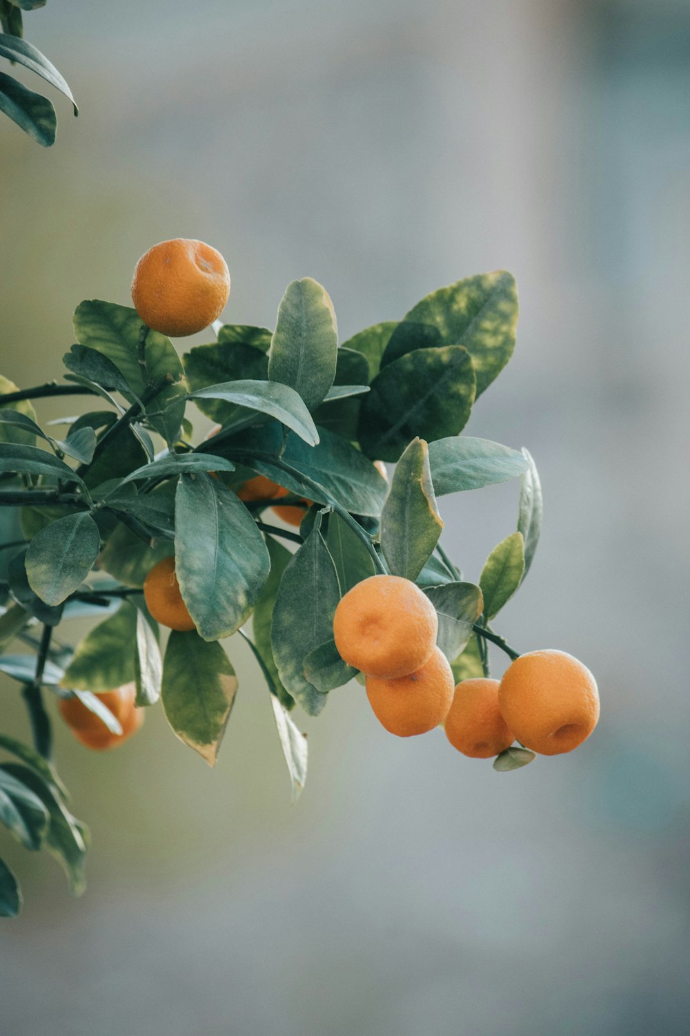 Tagsüber Orangenfrüchte am Baum