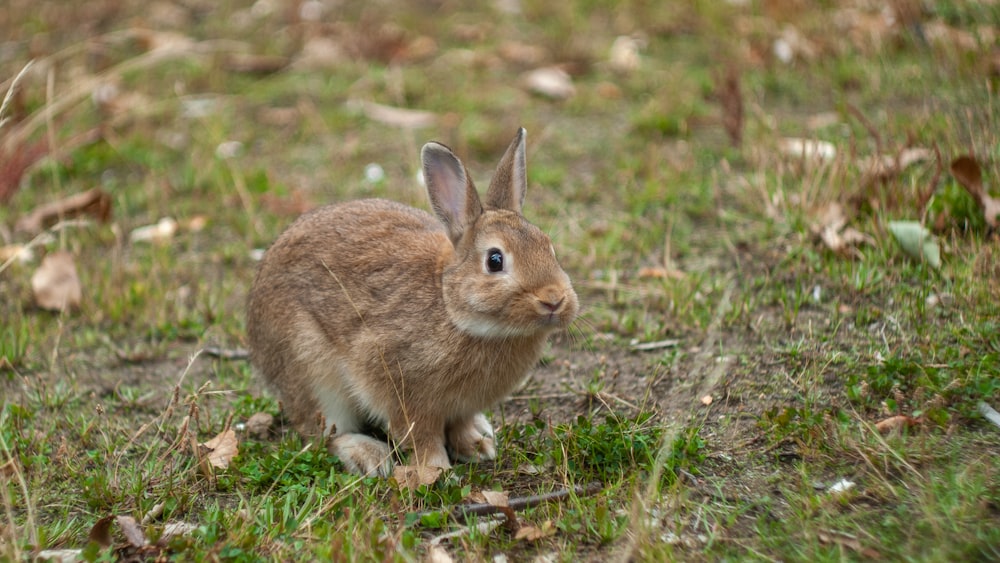 brown rabbit on green grass during daytime