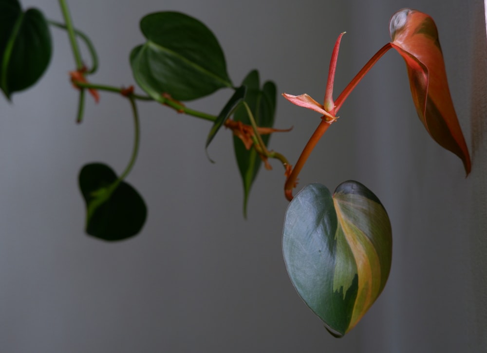 green and red plant in close up photography