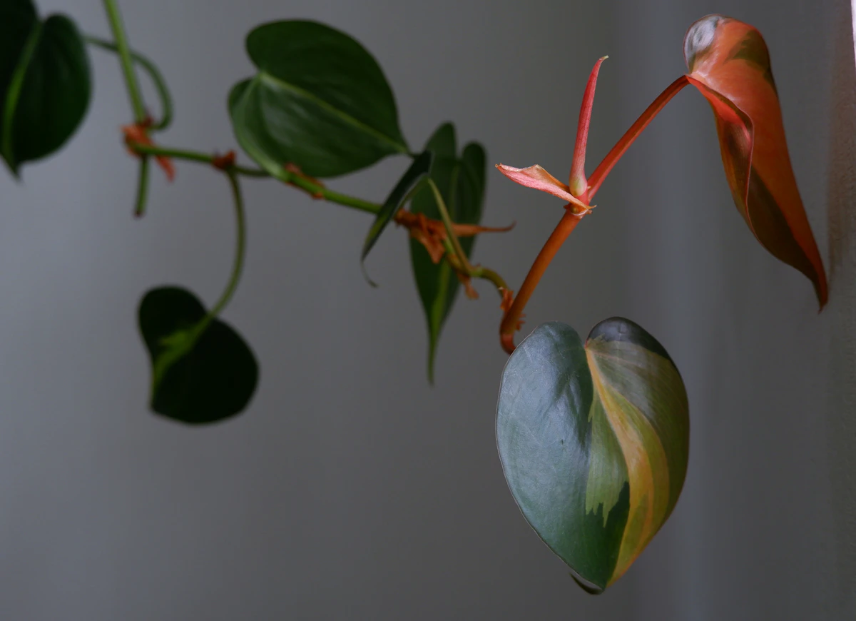 Cómo cuidar un Philodendron Micans (el filodendro de hoja de terciopelo)