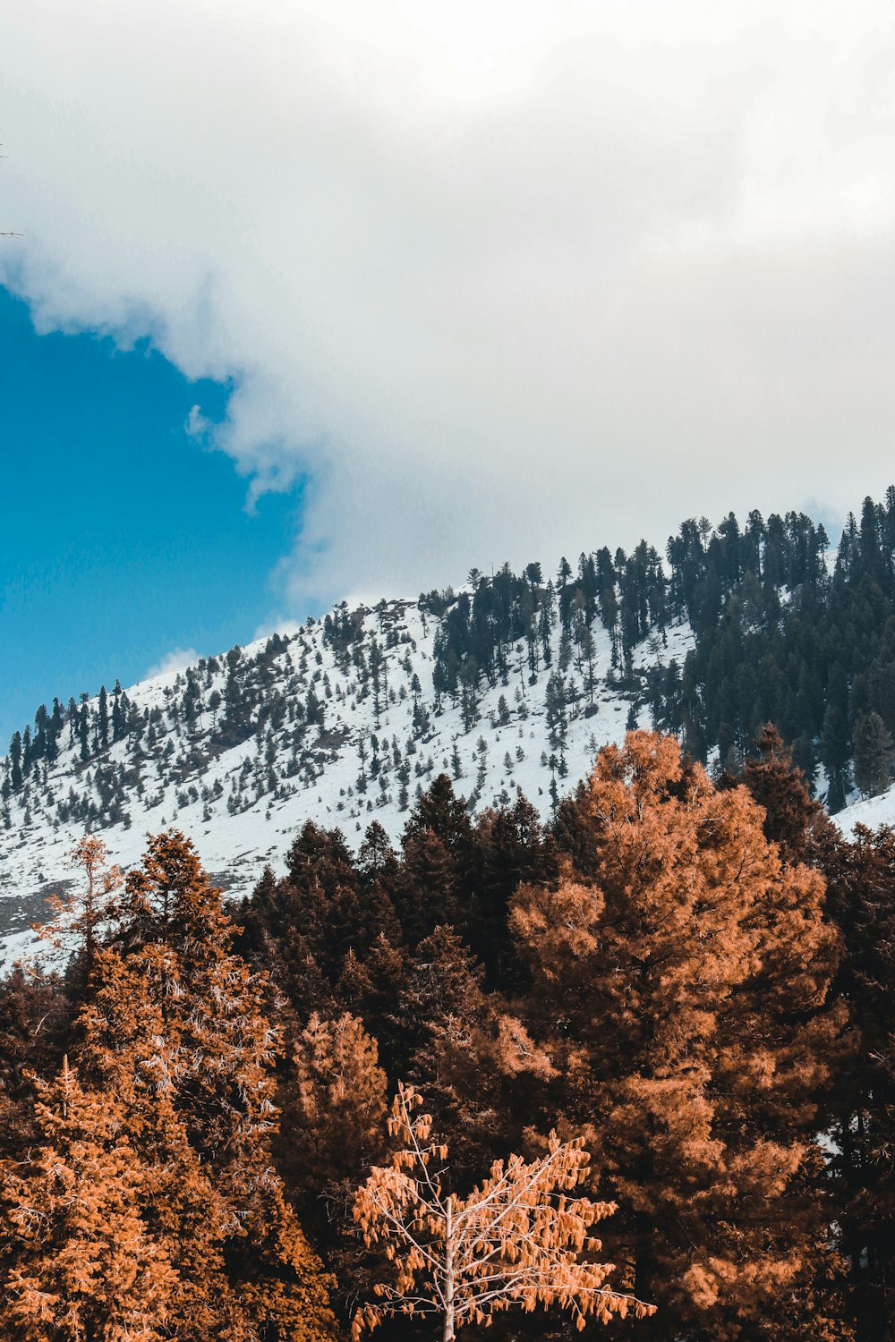 brown trees on snow covered mountain during daytime