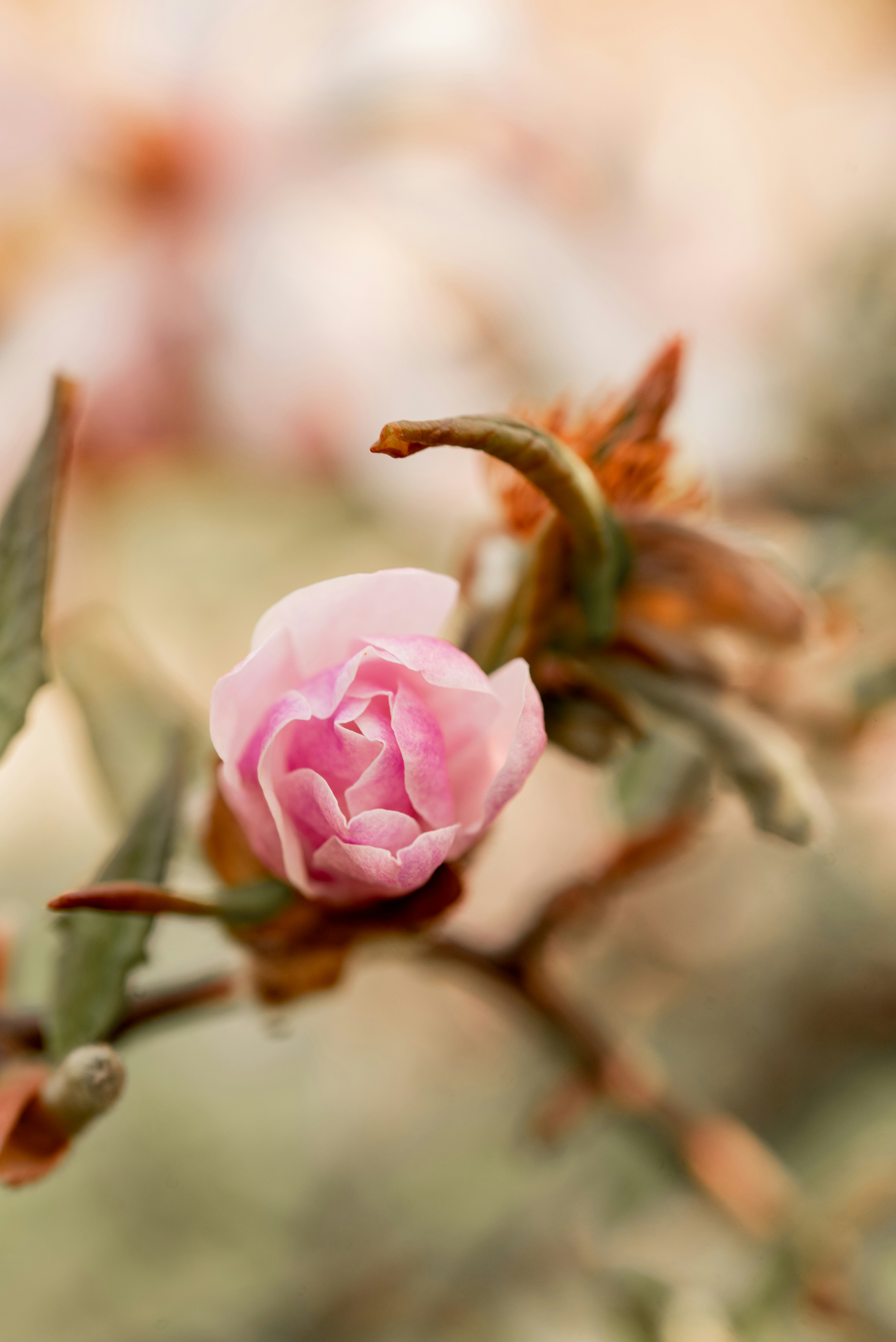 Photo by lauraadaiphoto