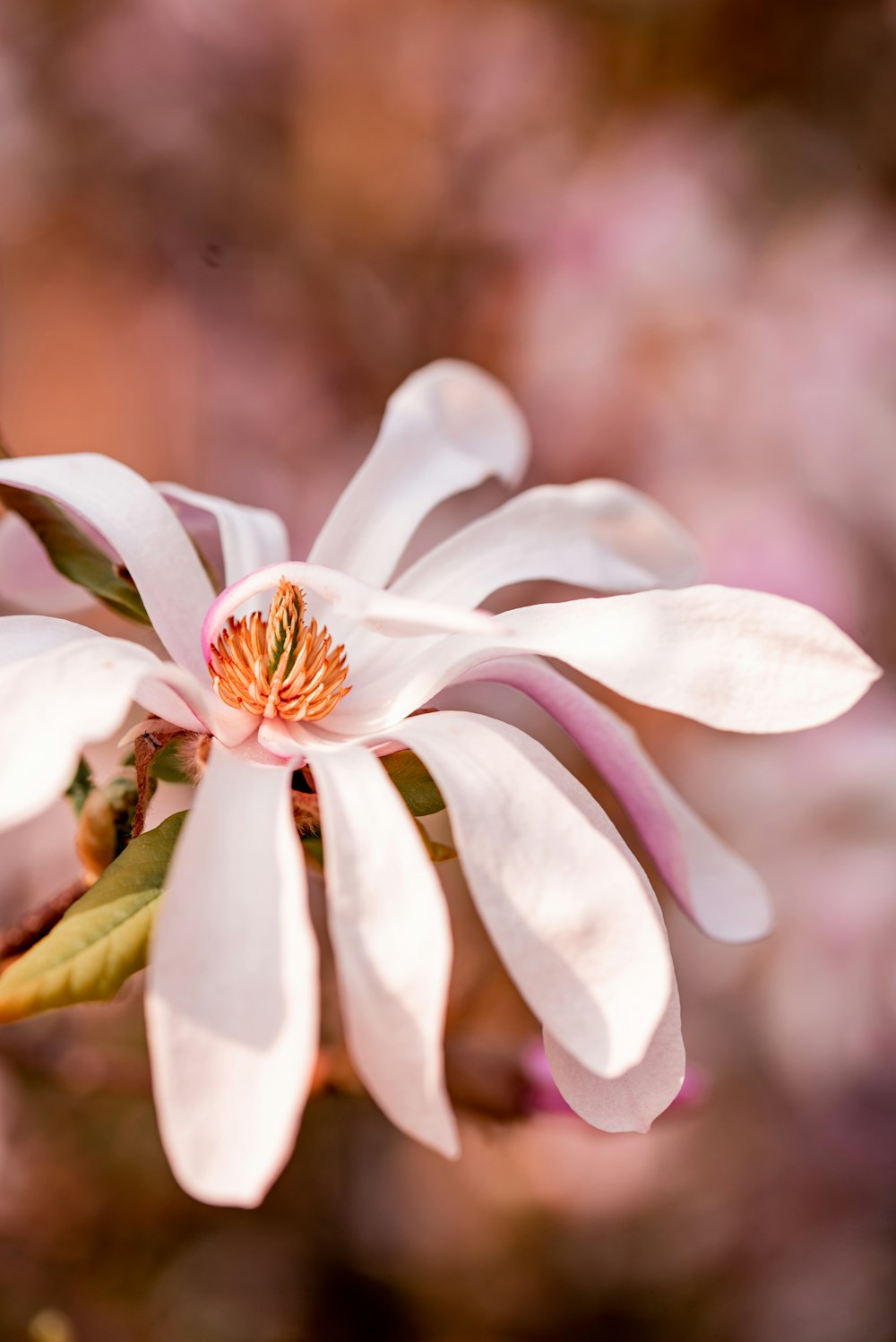 white and yellow flower in tilt shift lens