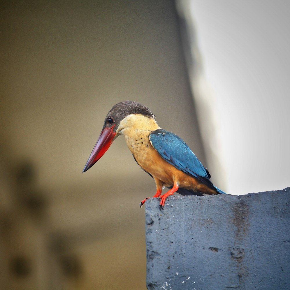 blue and brown bird on white wooden fence