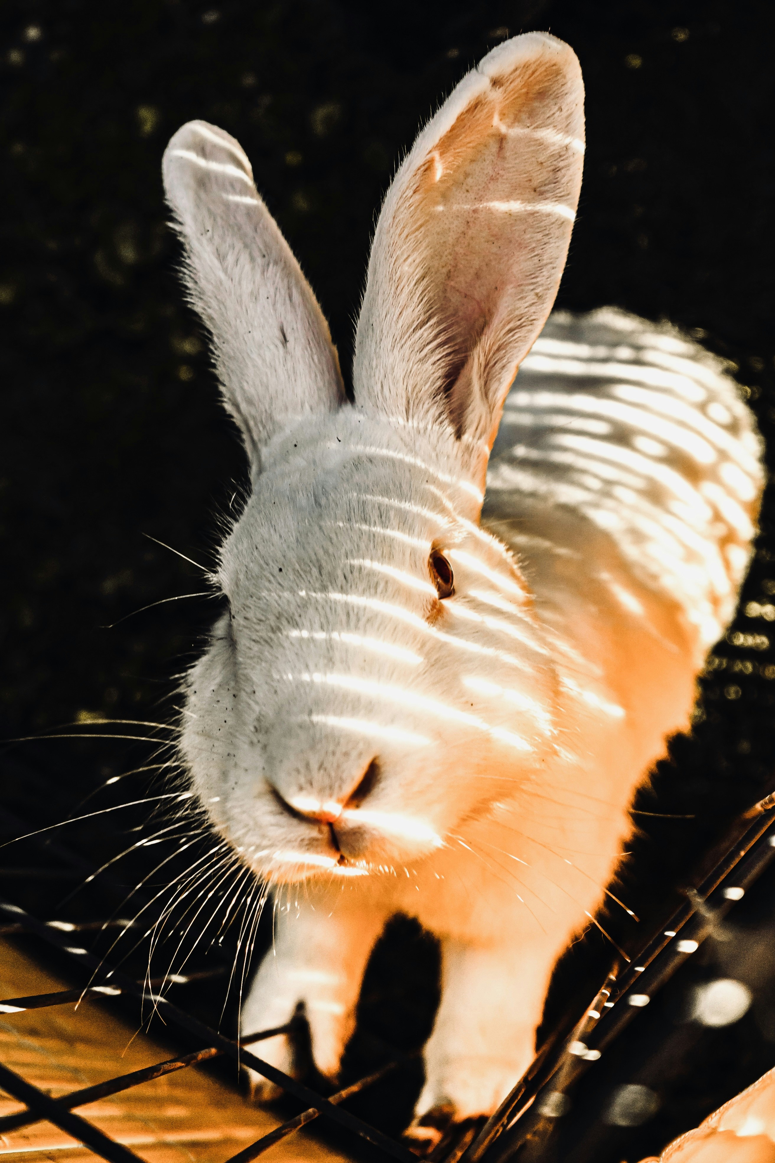 photo-1617274326988-6ce5aa9400fa