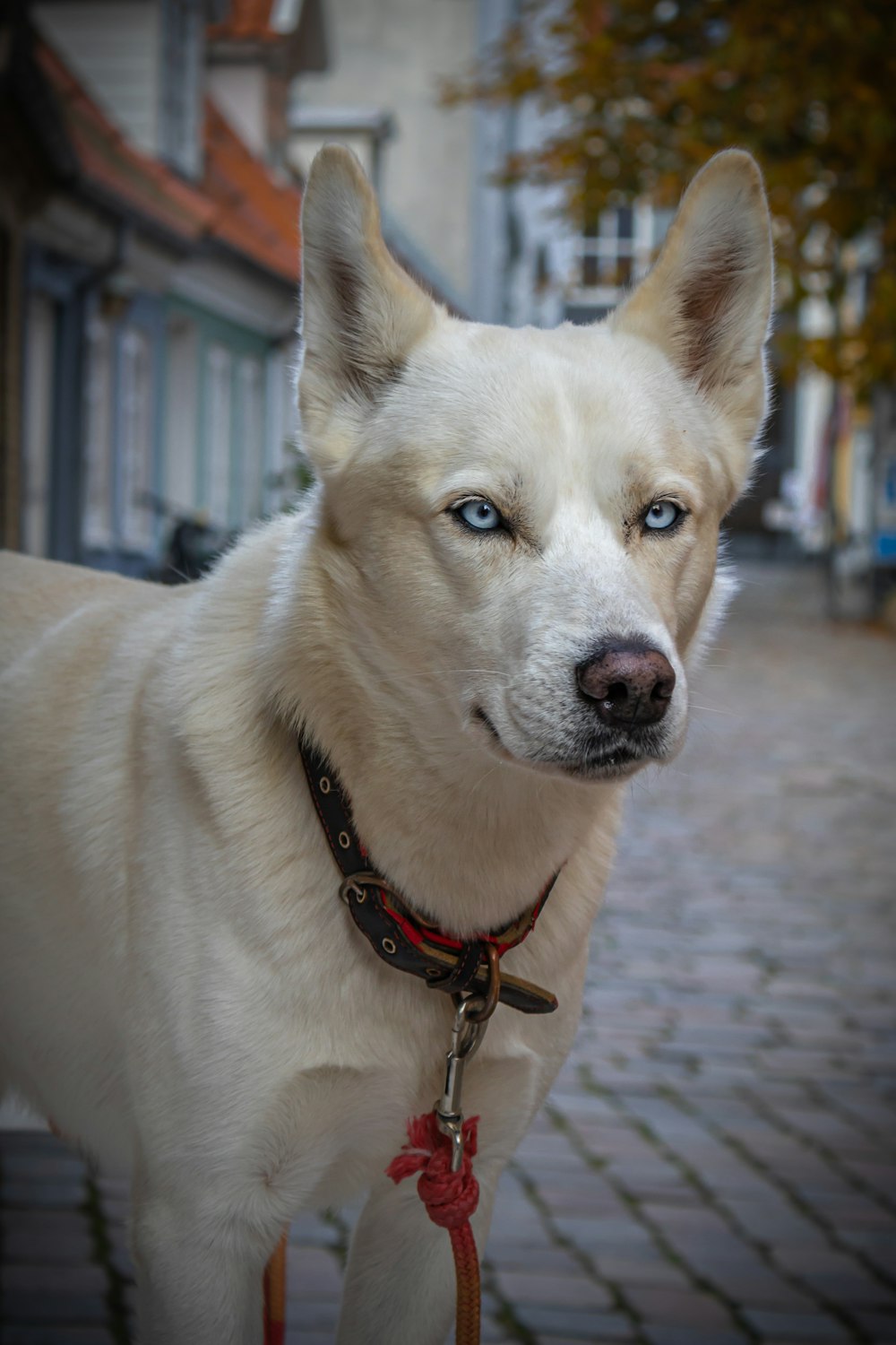 white siberian husky with brown leash