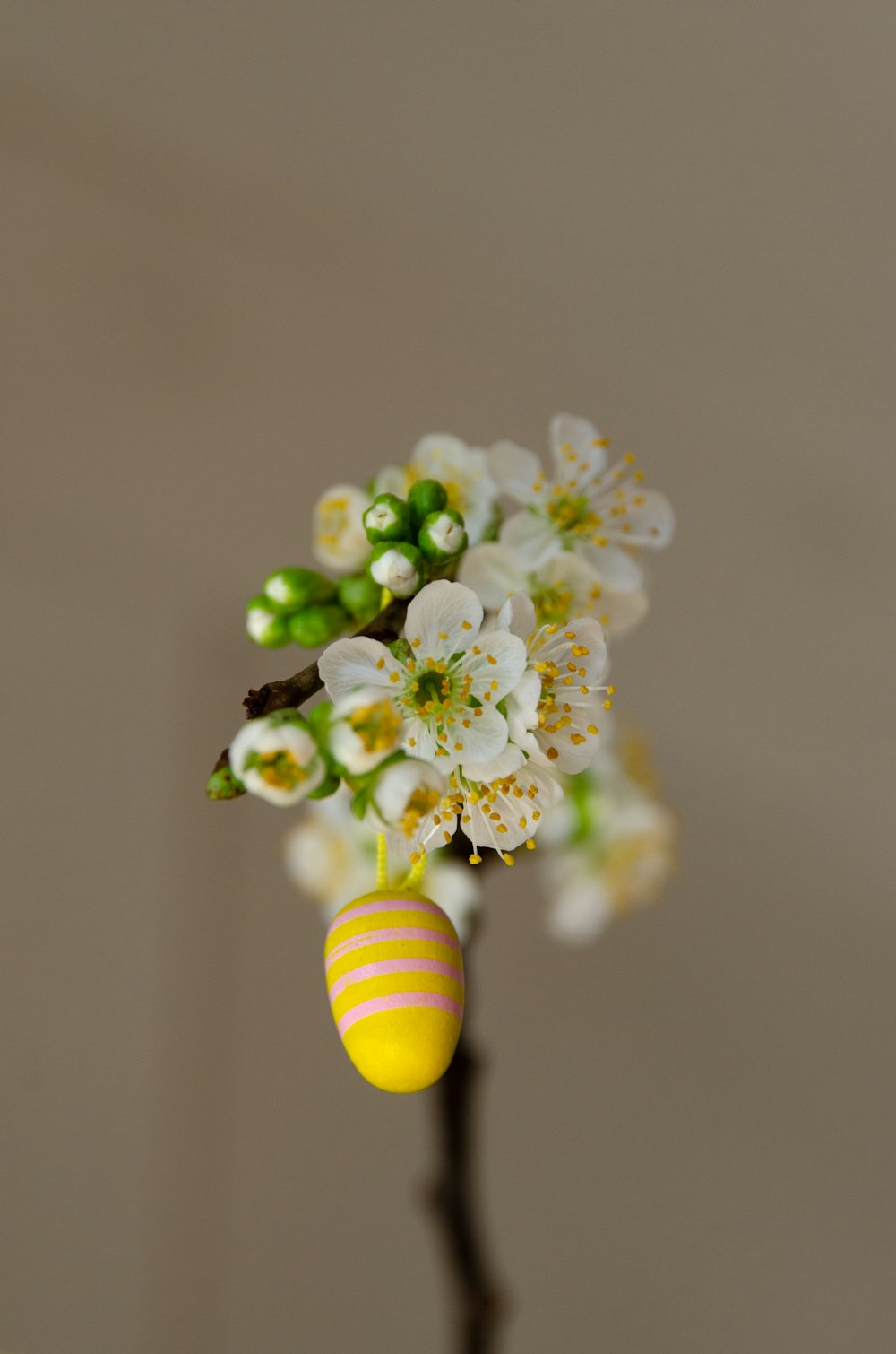 white and yellow flower in yellow and brown striped vase