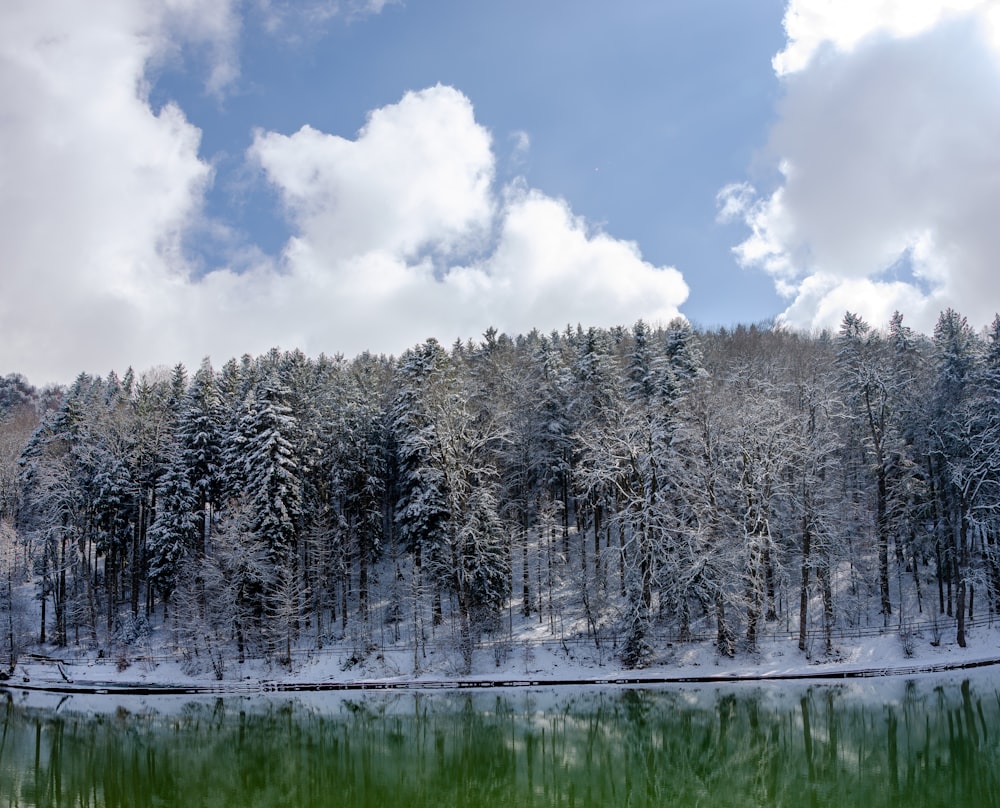 white trees on snow covered ground during daytime