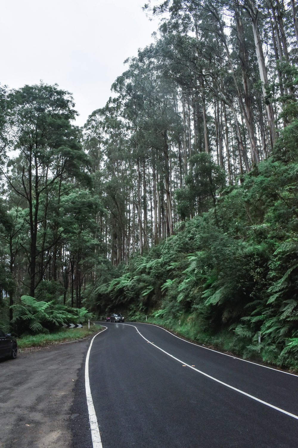 black car on road between green trees during daytime