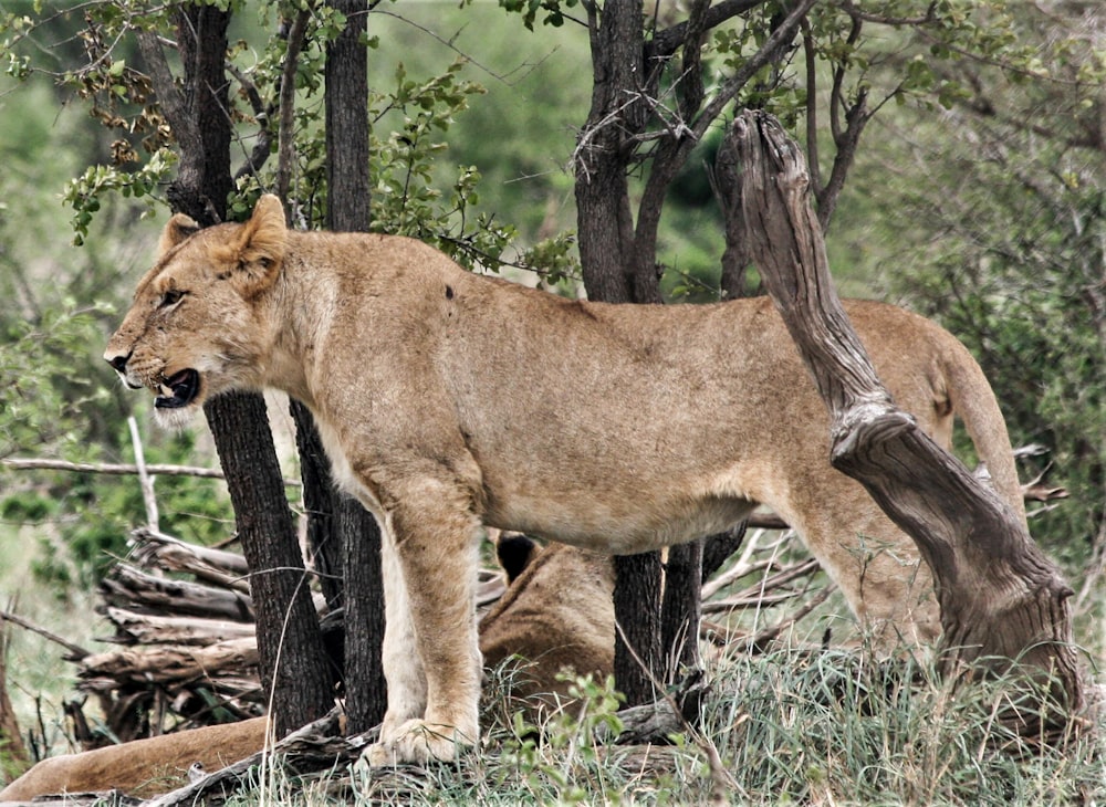 brown lioness on green grass during daytime