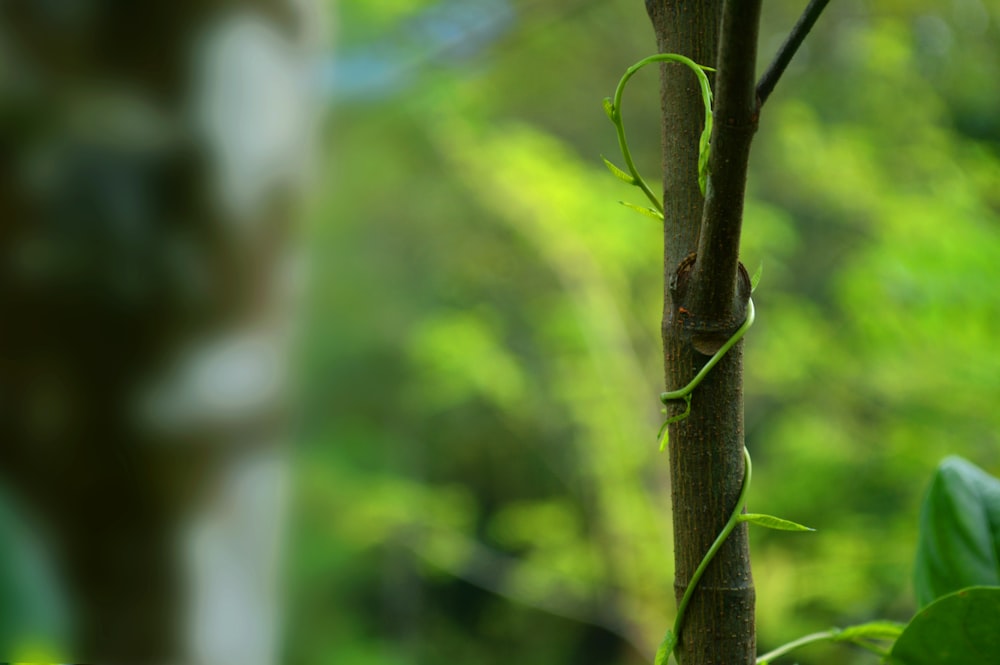 green plant stem in tilt shift lens