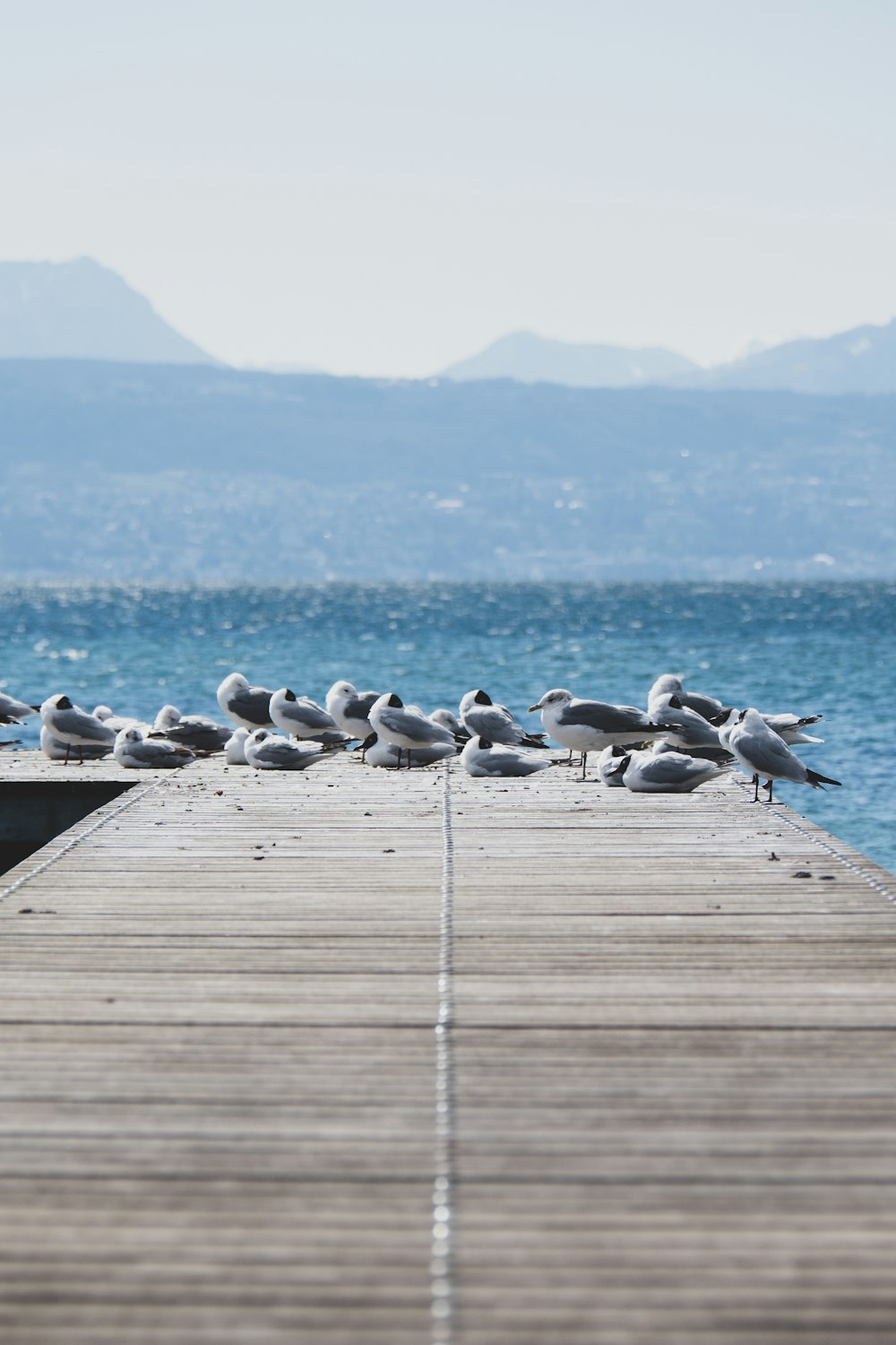 flock of birds on wooden dock during daytime