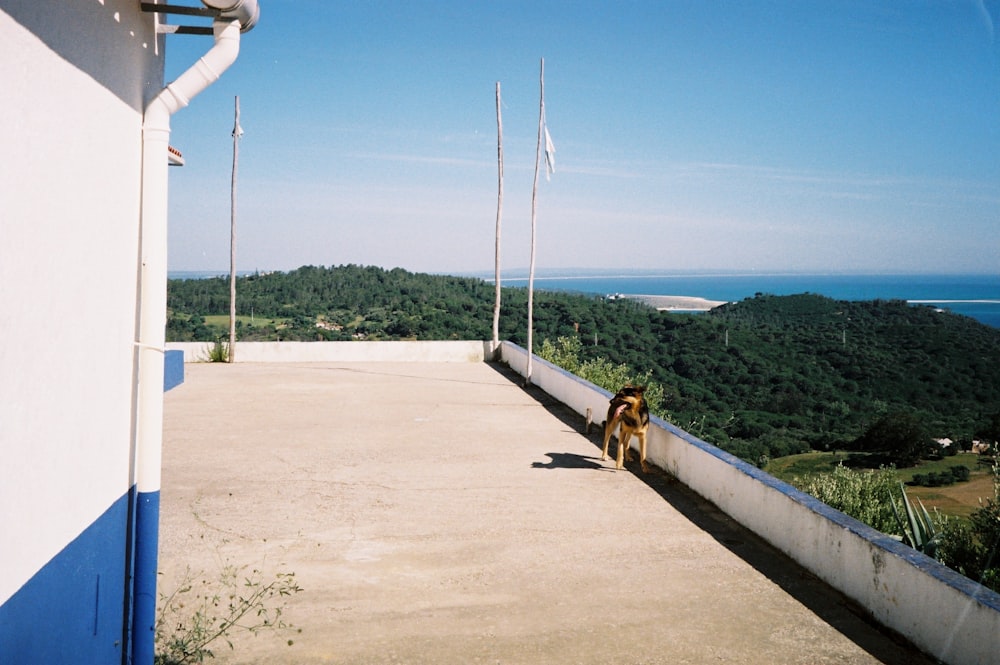 brown dog on gray concrete bridge during daytime