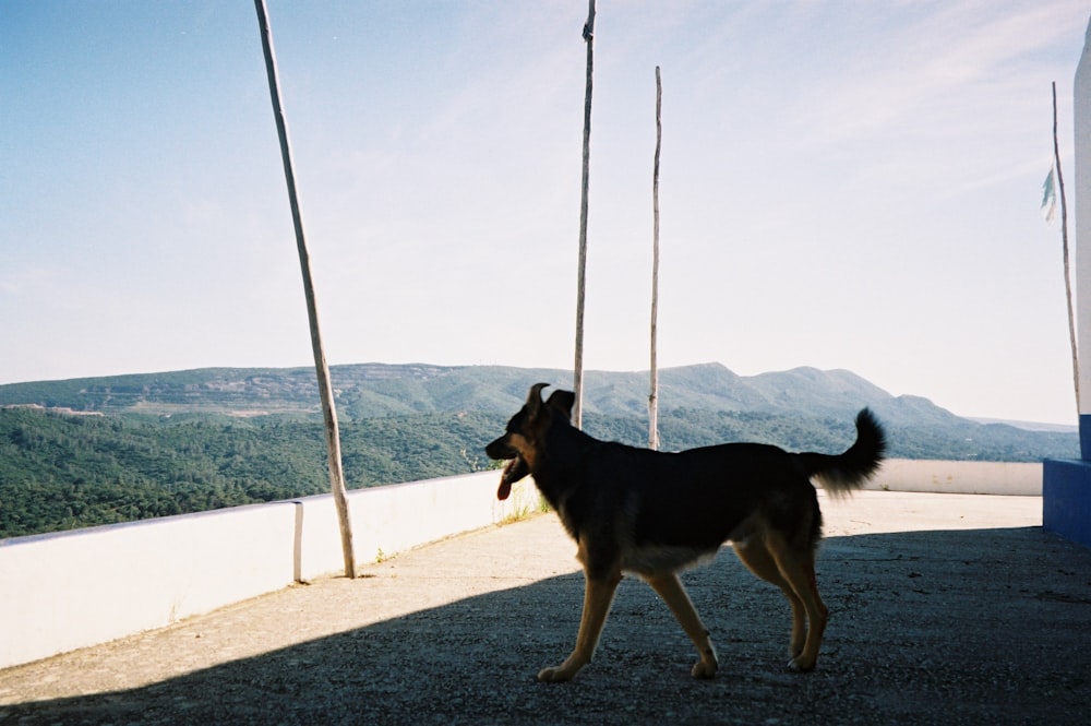 black and tan german shepherd dog on gray concrete road during daytime