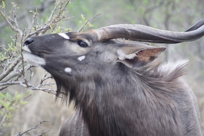 A large antelope with spiral horns is gently nibbling on the leaves of a shrub. The animal has a thick, dark brown coat with white spots near its eyes and nostrils. The background consists of soft-focus green and brown vegetation, indicating a natural habitat.