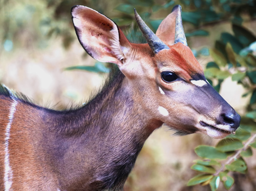 brown deer in tilt shift lens