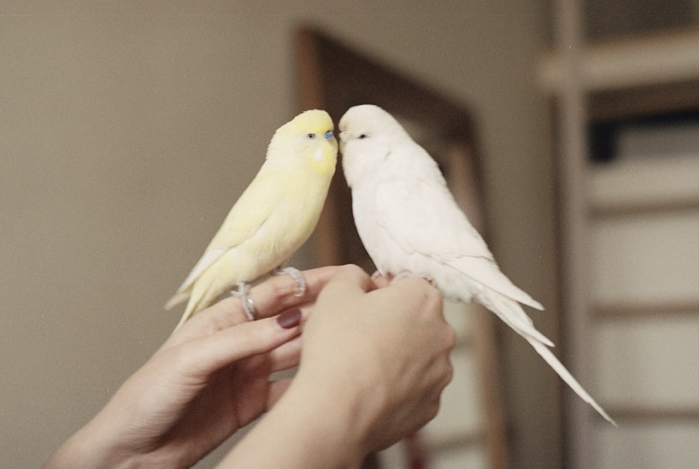 white and yellow bird on persons hand