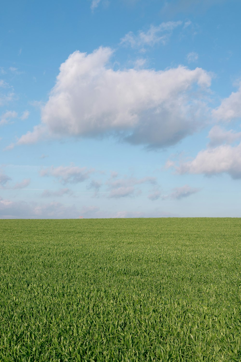 campo di erba verde sotto nuvole bianche durante il giorno