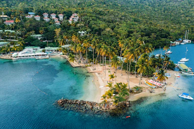 green trees near body of water during daytime