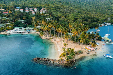 green trees near body of water during daytime