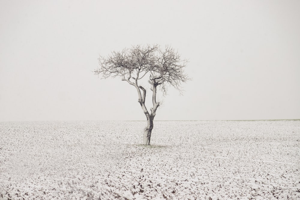 grüner Baum auf weißem Sand tagsüber