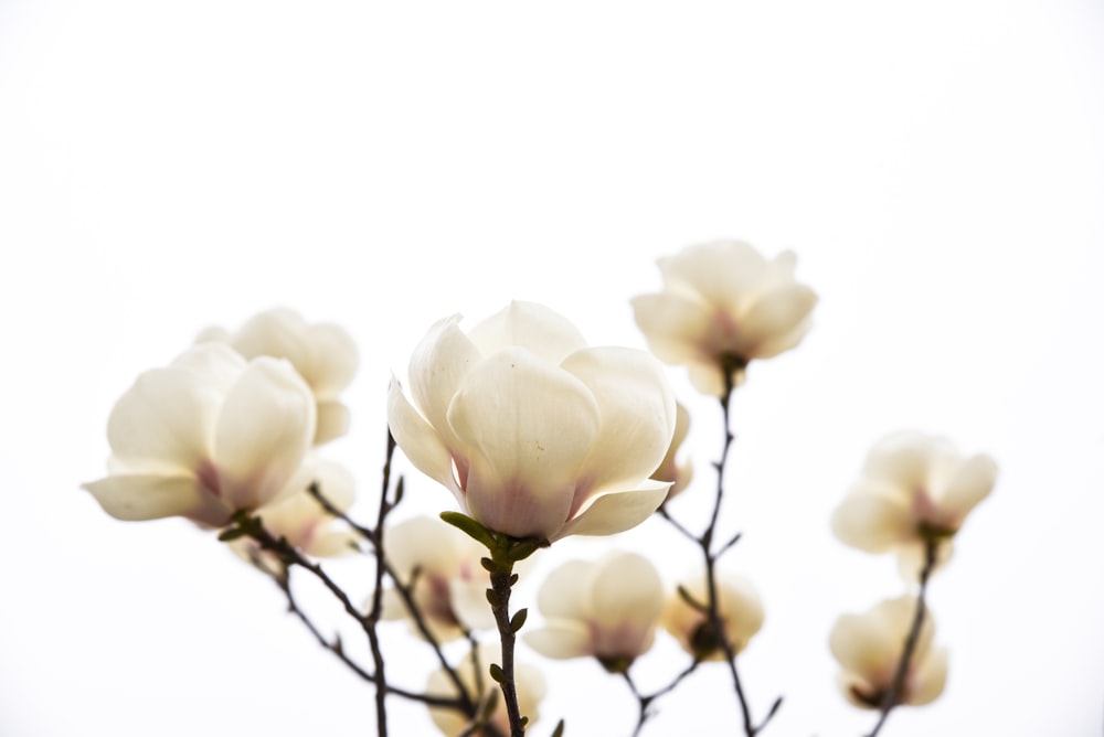 white flowers on white background