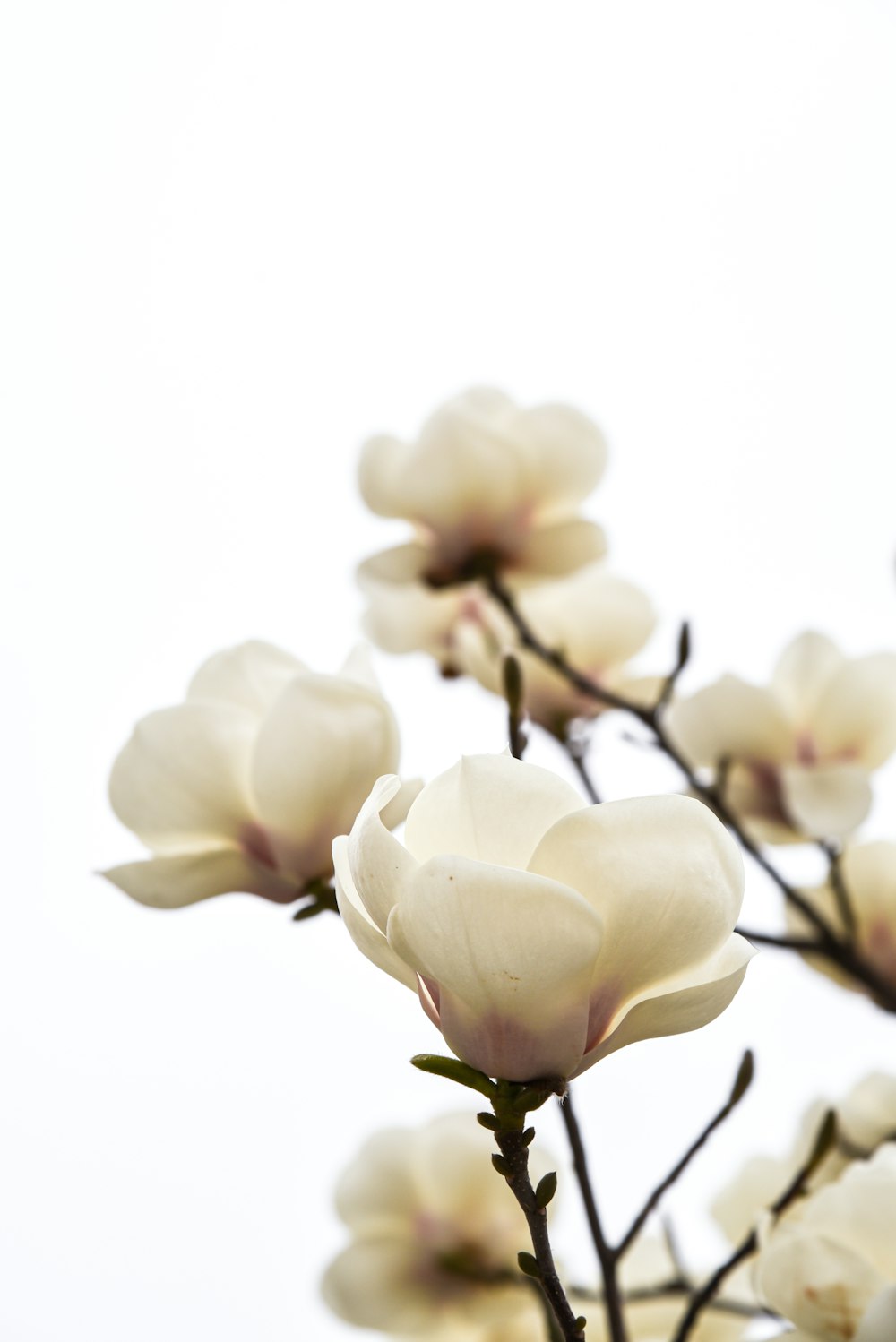 white moth orchids in bloom