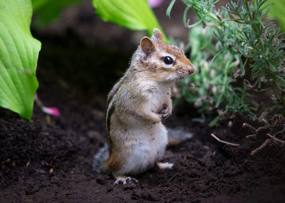 brown and white squirrel on ground during daytime