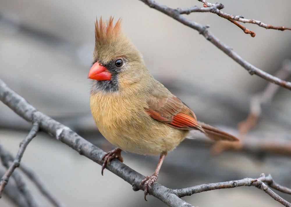 brown and gray bird on tree branch