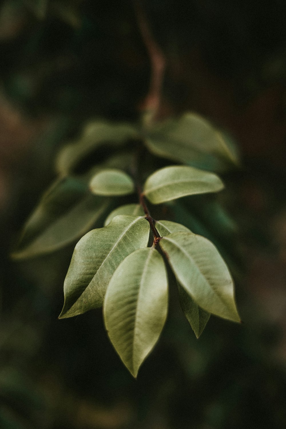 green leaves in tilt shift lens