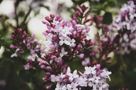 Clusters of blooming lilac flowers with a mixture of light purple and pink hues cover the branches. The petals are delicate and small, creating a lush and dense floral arrangement against a backdrop of green leaves.