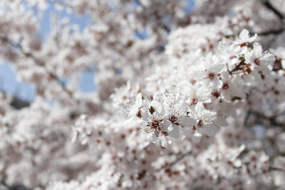 white cherry blossom in close up photography