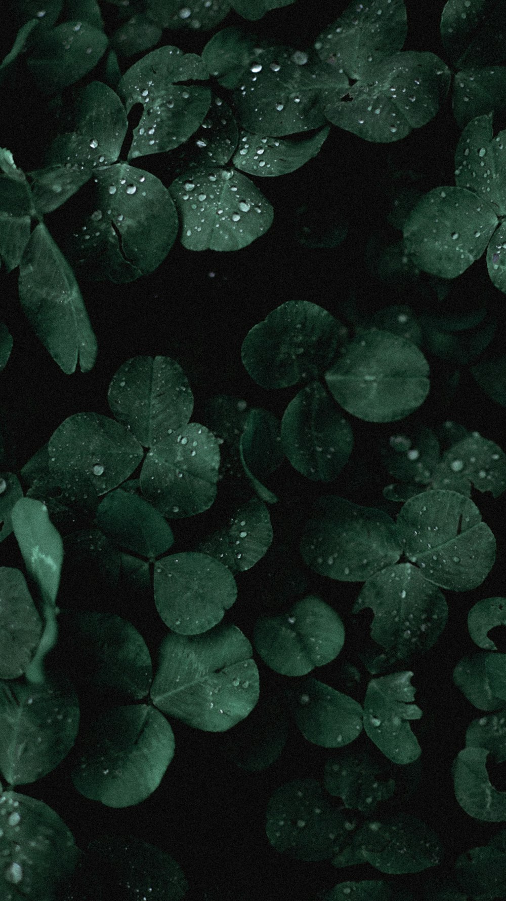 folhas verdes com gotas de água