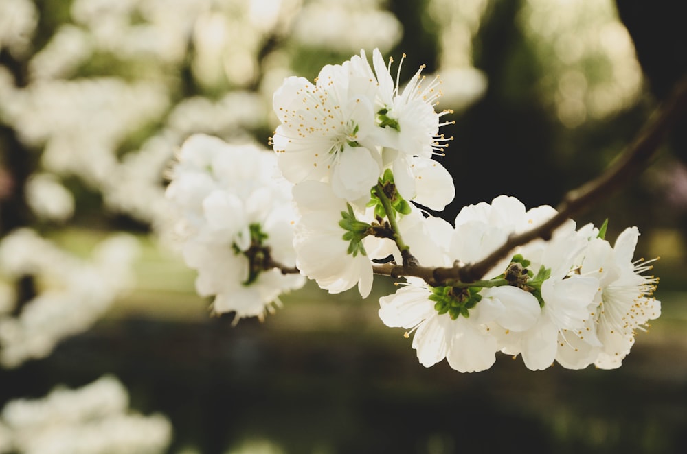 white cherry blossom in bloom during daytime