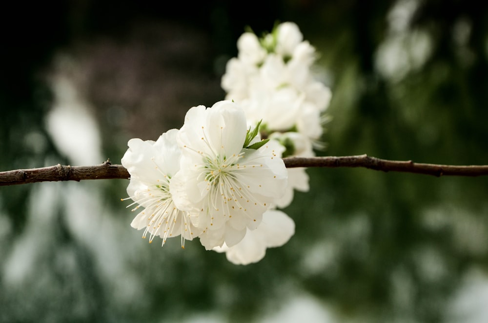 white cherry blossom in close up photography