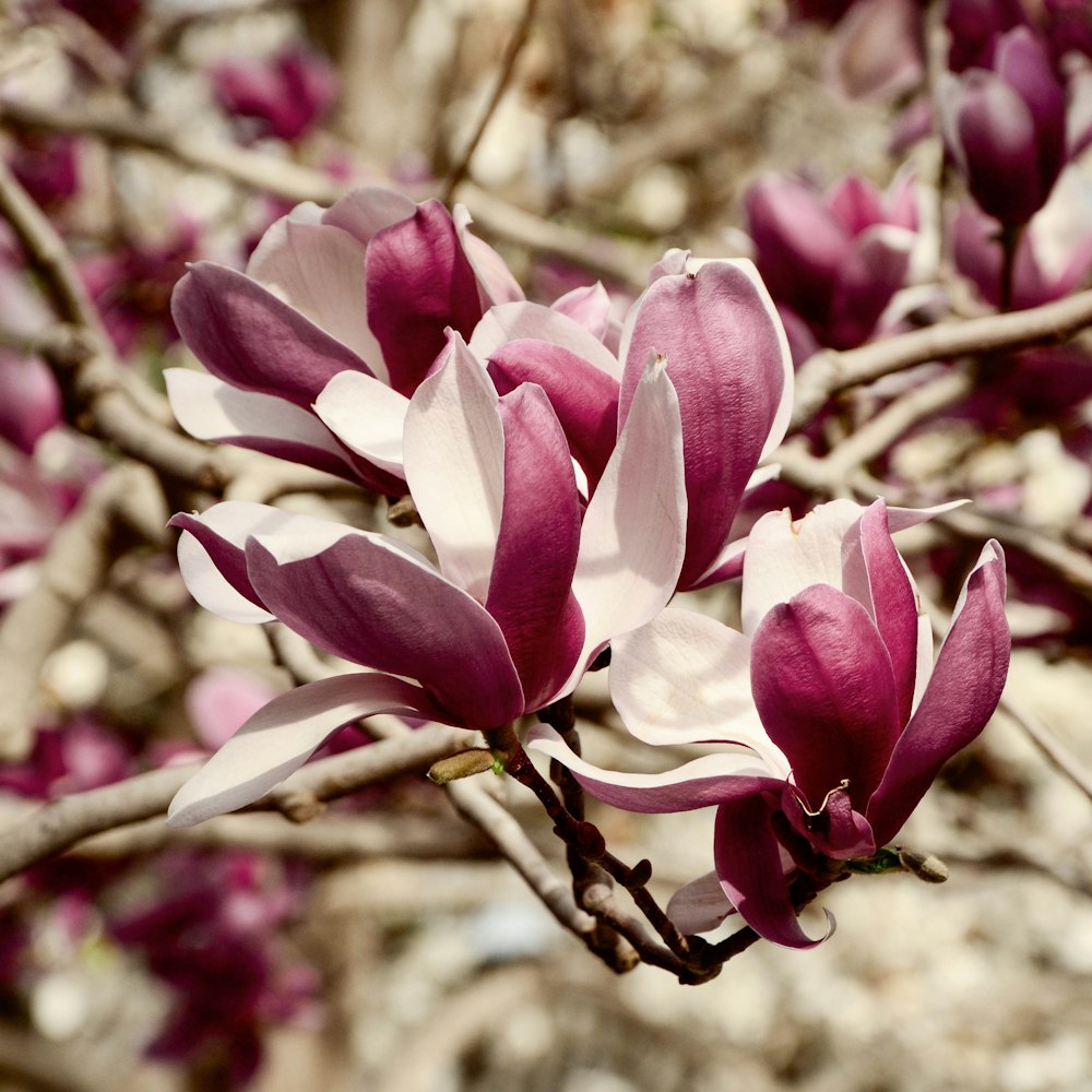 pink and white flowers in tilt shift lens