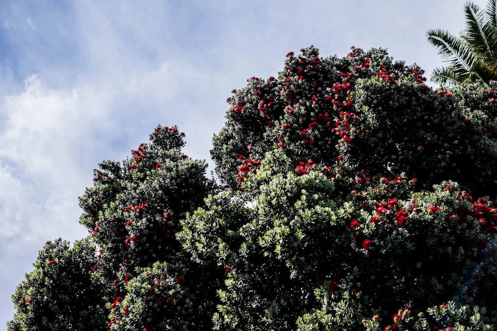 green and red leaf tree under blue sky during daytime