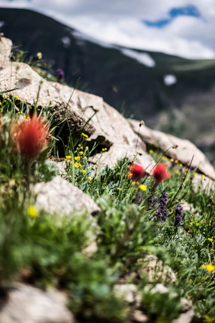 Close-up of vibrant wildflowers blooming on a high-altitude slope.