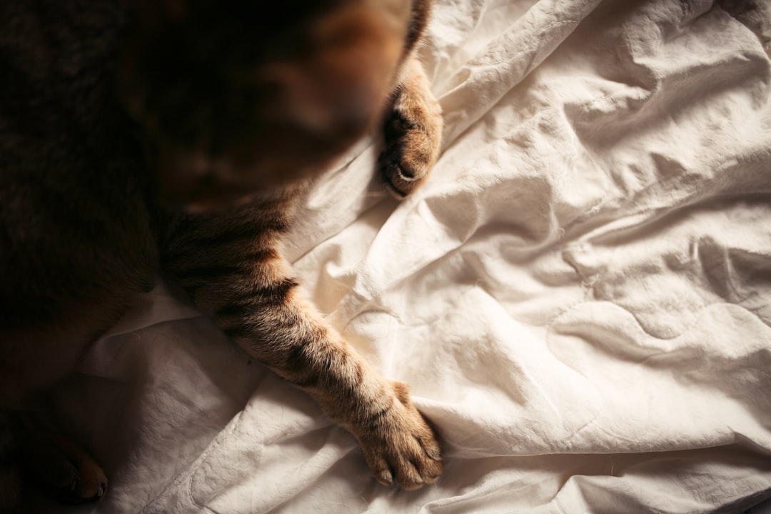 brown tabby cat on white textile