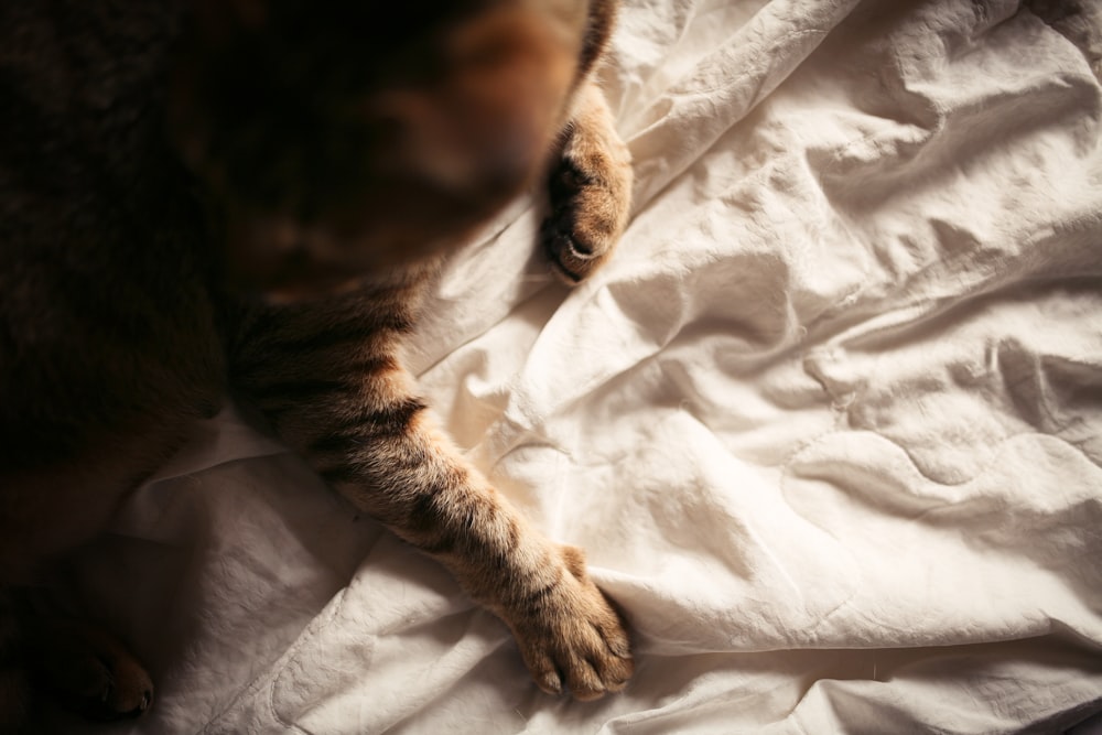 brown tabby cat on white textile