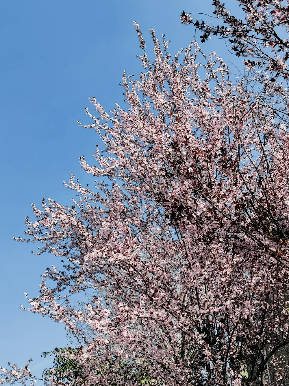 Árbol de flor de cerezo rosado bajo el cielo azul durante el día