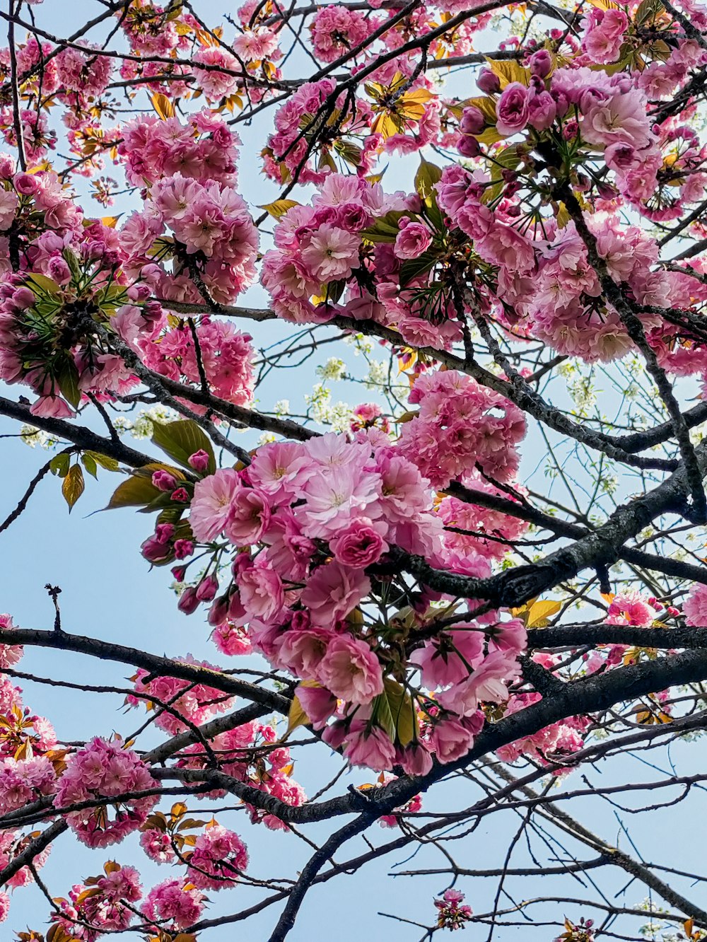 albero di ciliegio rosa in fiore durante il giorno