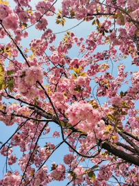 Pink cherry blossom tree during daytime.