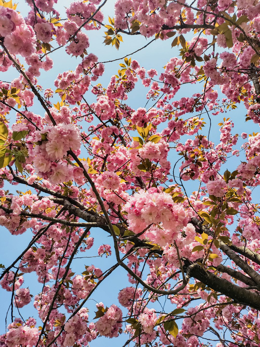 昼間のピンクの桜の木